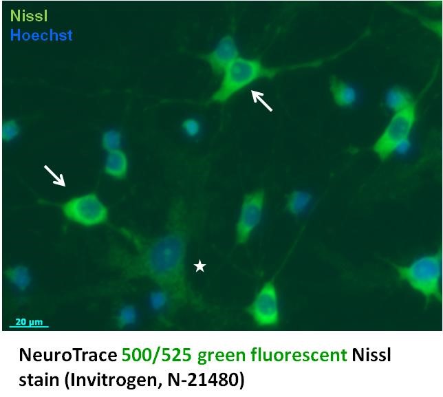 Neurons stained with NissI