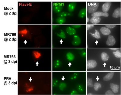 Zika effects on nucleoli