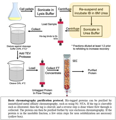 Basic chromatography purification protocol. His-tagged proteins can be purified by immobilized metal affinity chromatography, such as using Ni- NTA. If the tag is cleavable such as illustrated, then the tag is cleaved, and a reverse step is done where flow through is collected. The protein can then be purified further by size exclusion chromatography. If the protein is in the insoluble fraction, a few extra steps for urea solubilization are necessary (yellow box).