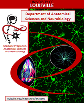University of Louisville Anatomical Sciences and Neurobiology Brochure, 2016