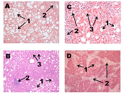 microscope slide images