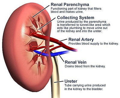 Diagram of a human kidney