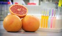 Study: Grapefruit a 'secret weapon'