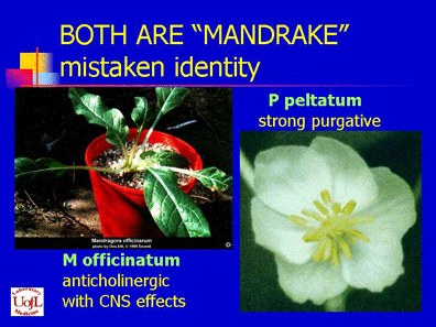 Mandrake image