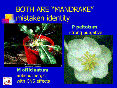 mandrake.gif
