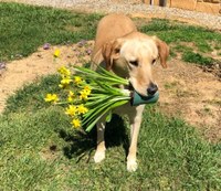 Gordon Stout's Gardening Assistant