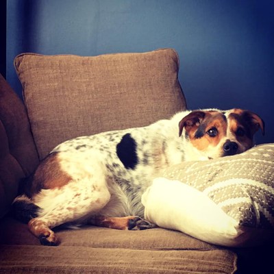 Ashley Curry's Dog