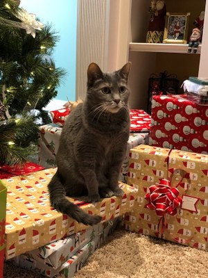 Dr. Vicki Montgomery - cat