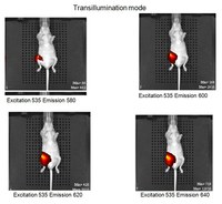 Bioluminescence Imaging of a Tumor