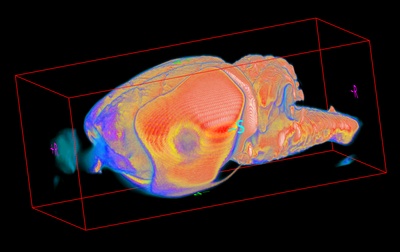 Ex Vivo Rat Brain Image (3D- TurboSEMS)