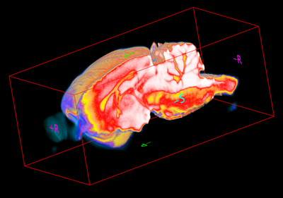 Ex Vivo Rat Brain Image at Cross-section (3D-TurboSEMS)