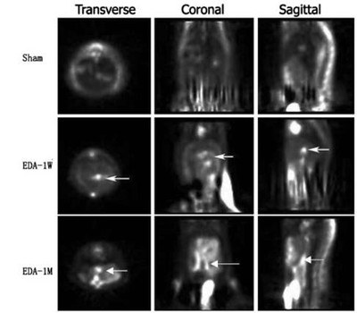 micropet-imaging.jpg