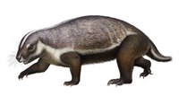 Bizarre 66 million-year-old fossil from Madagascar provides clues on early mammals