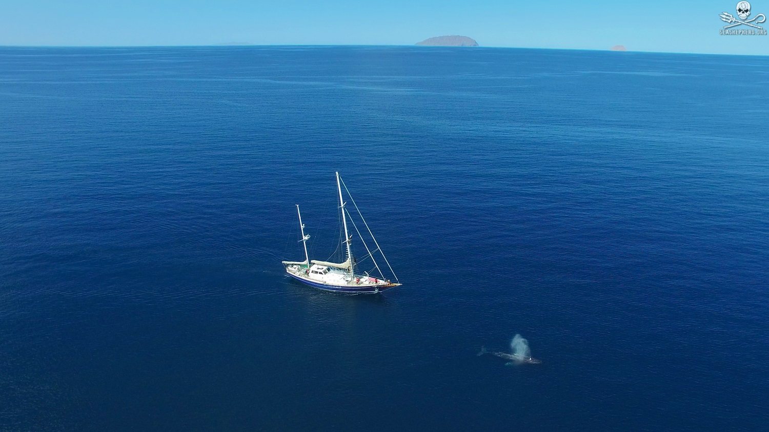 Encounter of a lifetime:  John Pierce Wise Sr., Ph.D., met a blue whale for the first time in 18 years of marine mammal research