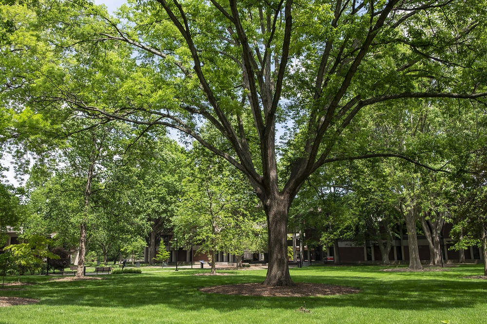 Living near trees may prevent vascular damage from pollution