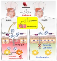 Metabolite produced by gut microbiota from pomegranates reduces inflammatory bowel disease