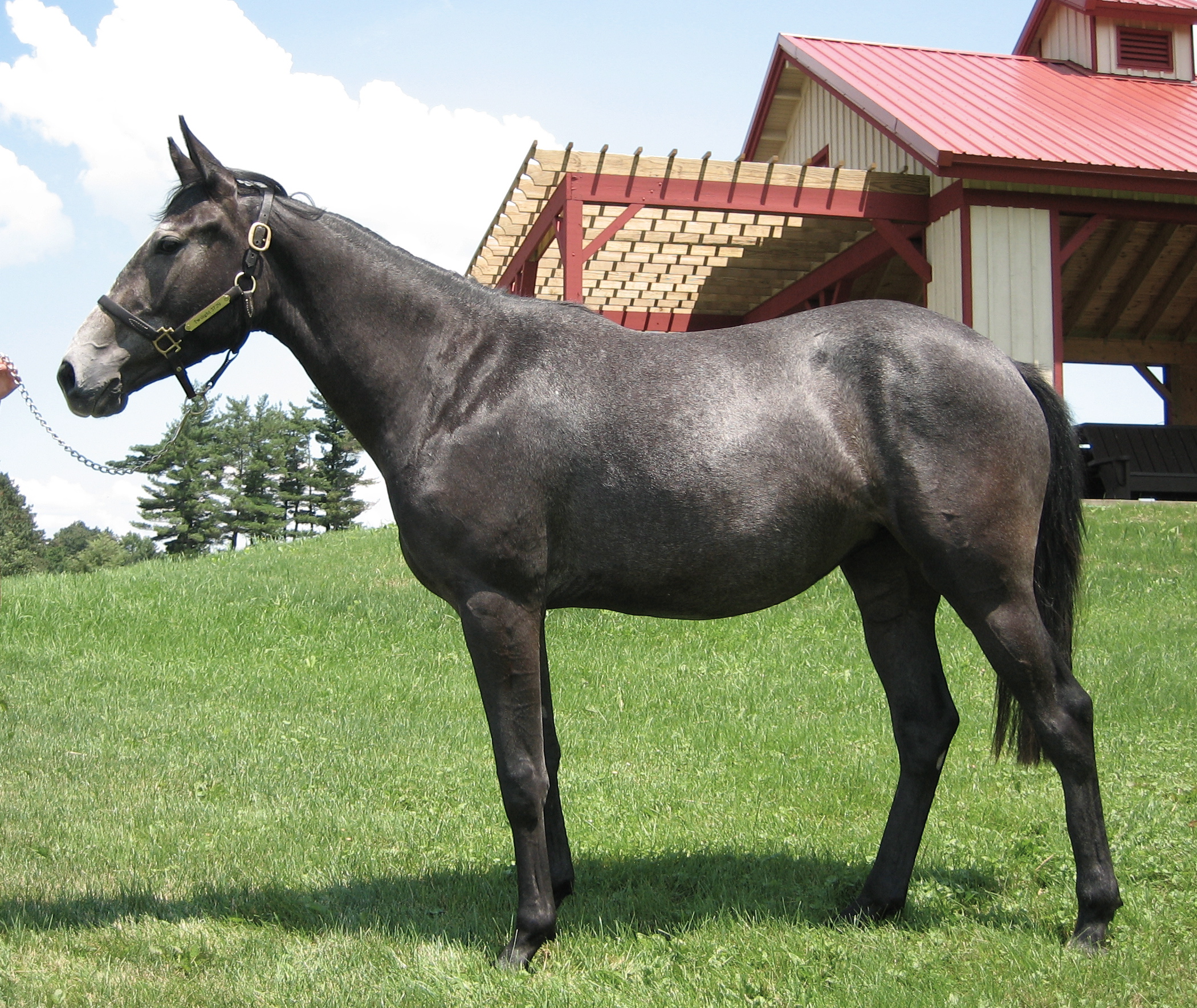 Researchers fill gaps in horse reference genome to guide new approaches in fighting disease