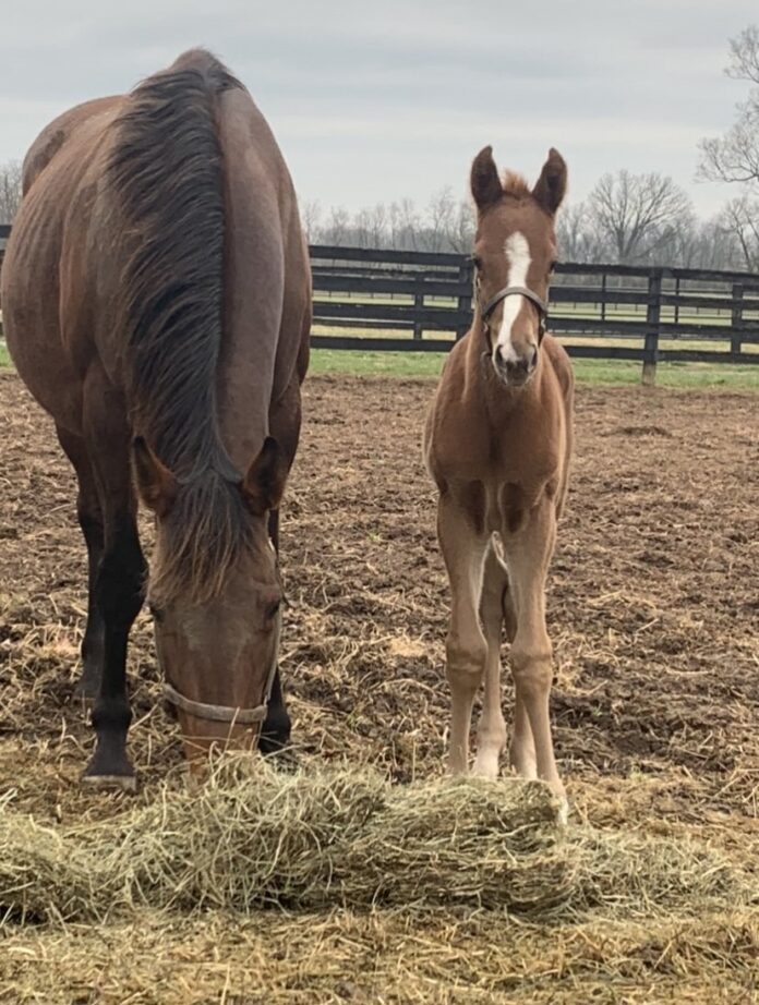 UofL alumnus wins Kentucky Oaks with home-bred Secret Oath