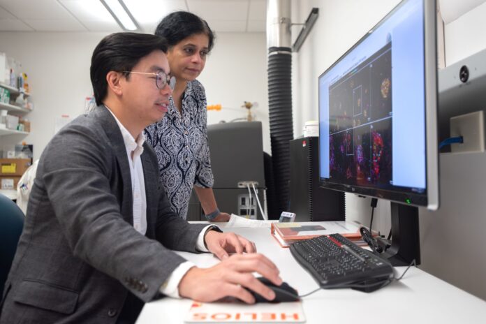 UofL and UofL Health receive $11.5 million to develop new cancer immunotherapies