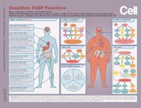 UofL immunologist summarizes functions of protein family associated with obesity for scientific community