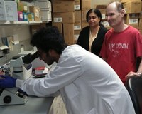UofL research shows existing drug improves cancer immunotherapy effectiveness