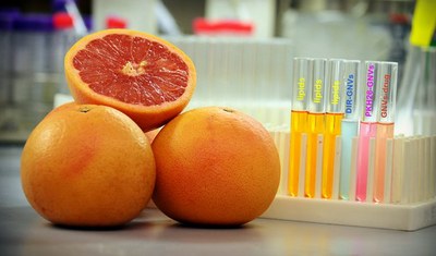 UofL scientists uncover how grapefruits provide a secret weapon in medical drug delivery 