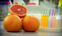 UofL scientists uncover how grapefruits provide a secret weapon in medical drug delivery 
