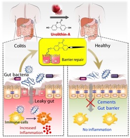 Illustration showing tightening of gut barrier cells and reduced inflammation due to UroA, by Praveen Kumar Vemula, PhD [India] and Venkatakrishna Jala, PhD [UofL].
