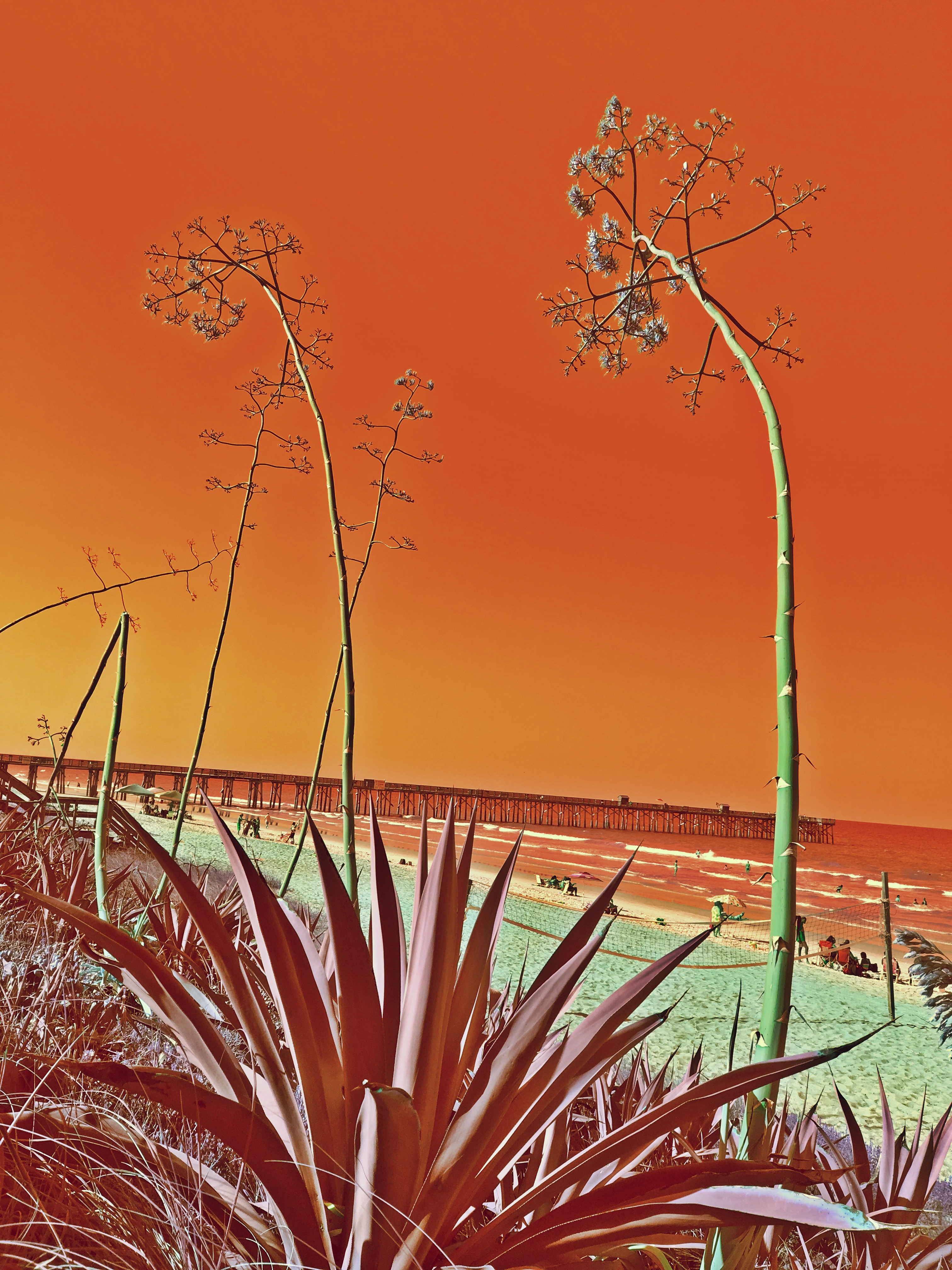 Alexander (Issue 11)
