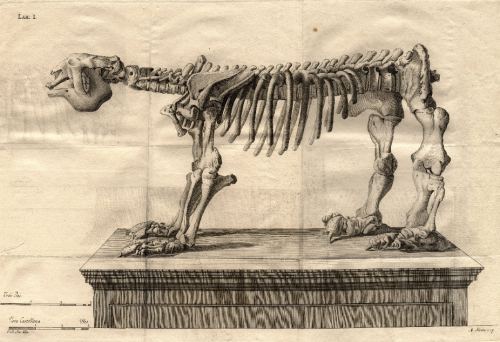 Sloth 1 (Issue 16)