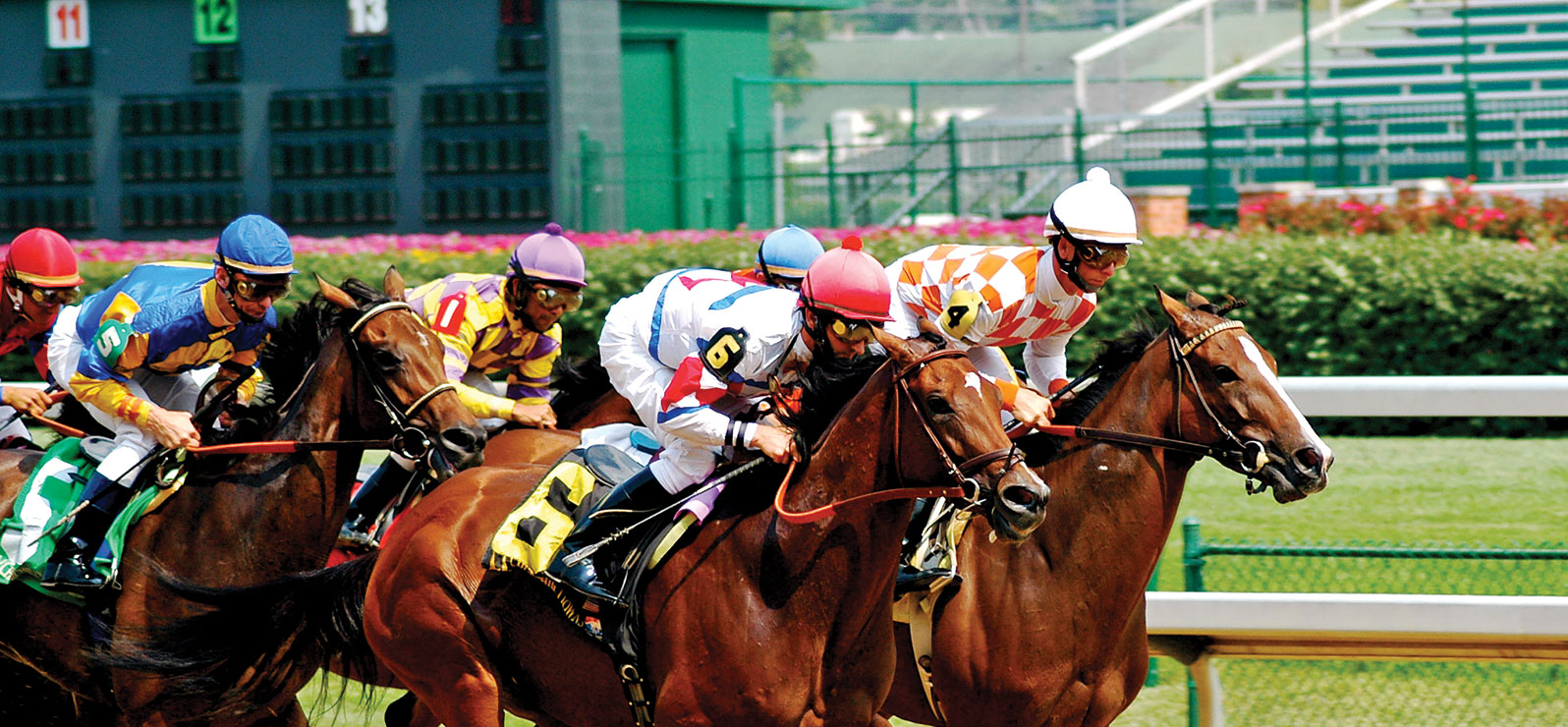 Online Certificate in Horse Racing Industry Business | UofL