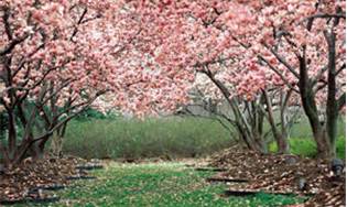 Blooming Trees