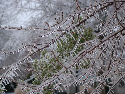 Icy Branches