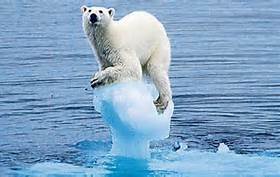 Polar Bear on Ice