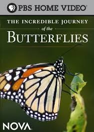 Incredible Journey of Butterflies