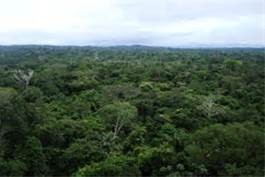 Amazon Canopy