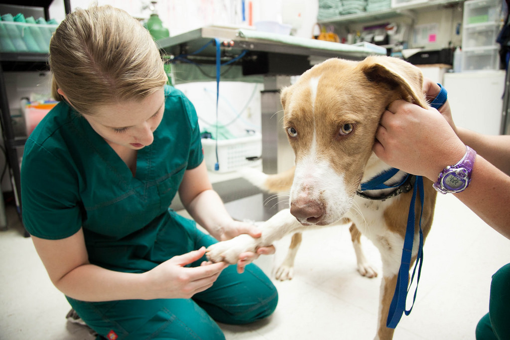 Louisville's Pre-Veterinary Program — Pre-Veterinary Program