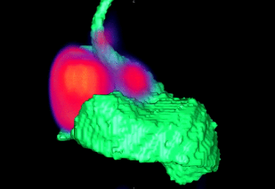 Small animal models of disease