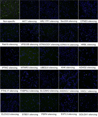 Raw data from the global RNAi screen. Host cells are in blue, Salmonella is green. Upper left is a non-silencing control. Akt1 is a positive control.