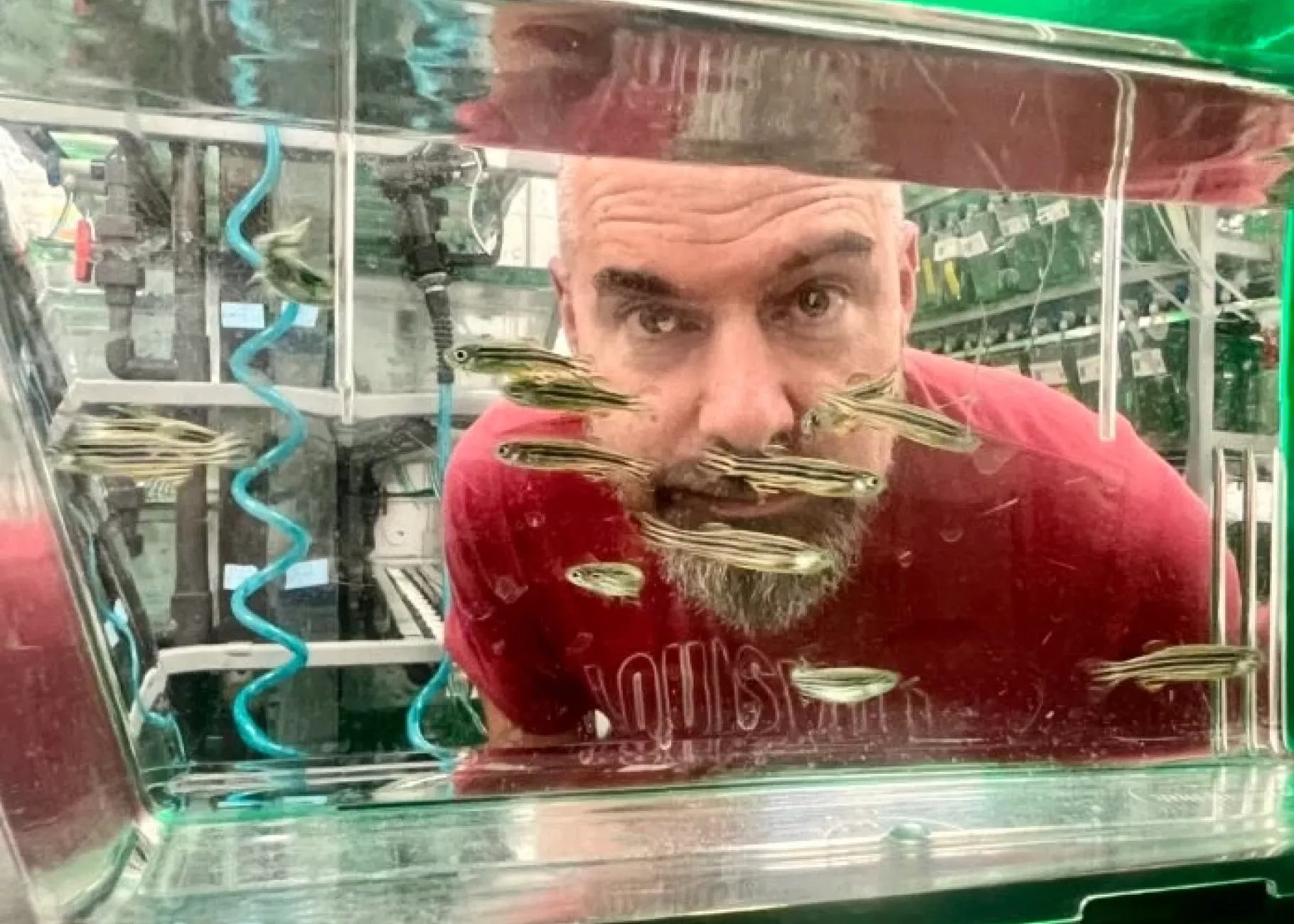 Ben Lovely looks through a fish tank with zebra fish.