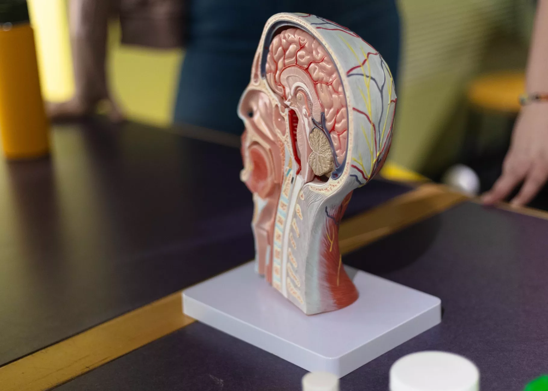 3D anatomical model of a human head in sagittal section on a table.
