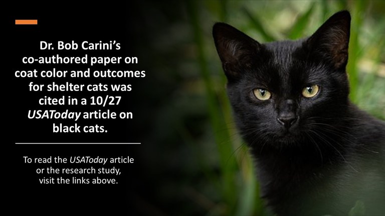 Carini - black cat article