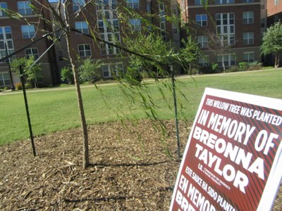 Breonna Taylor memorial willow planted 2020-09-30