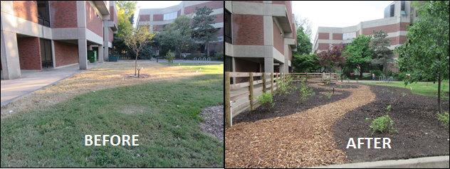 Biology Native Plant Garden Before+After (Spring 2016)