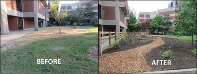 Biology Native Plant Garden Before+After (Spring 2016)