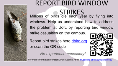 Bird Strike Flyer