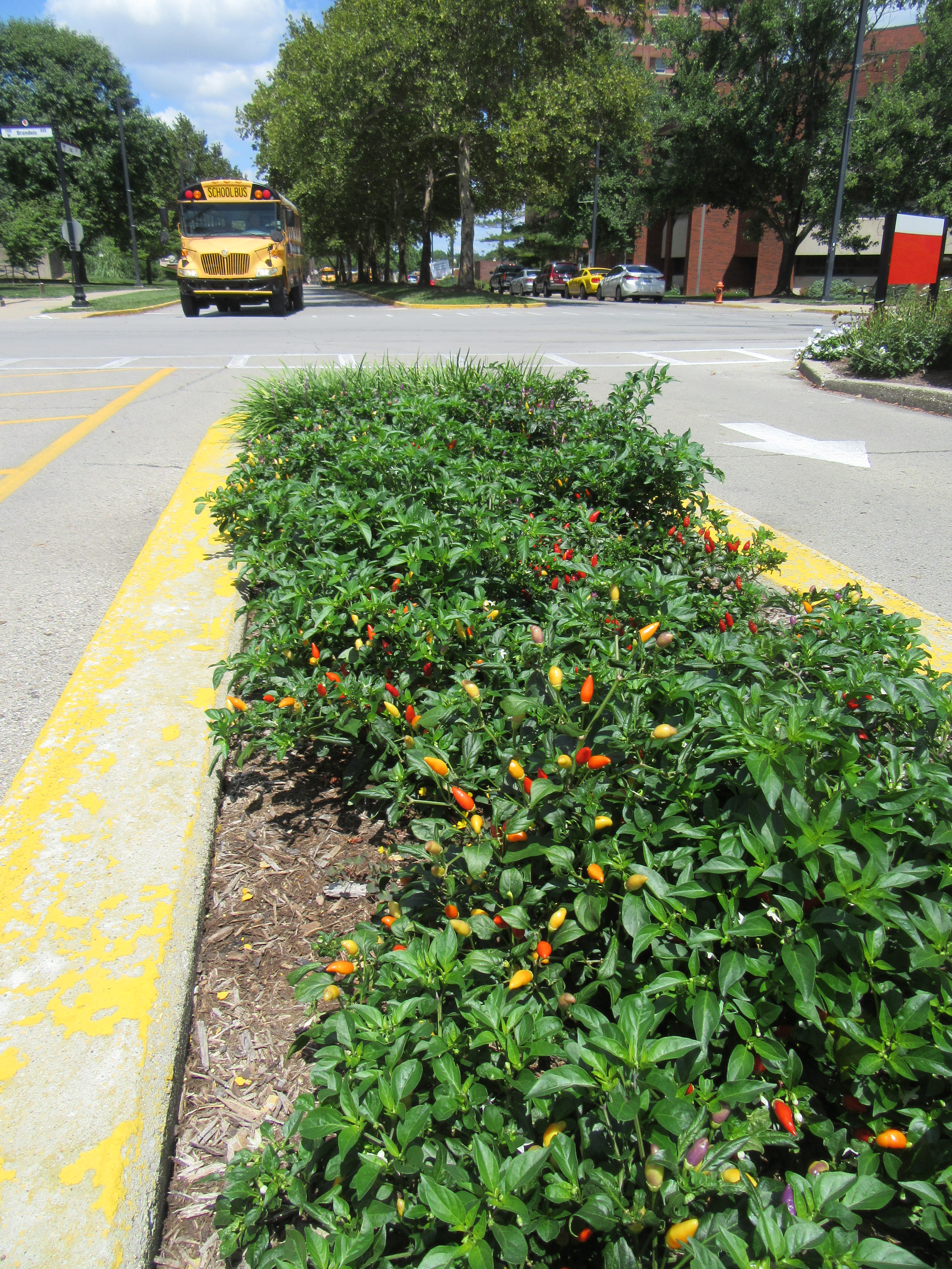 Bolivian Rainbow Hot Peppers at North Info Center 2015