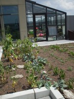 Vegetable Garden atop Early Learning Campus at Family Scholar House