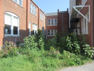 Lawn Replacement at Urban Studies