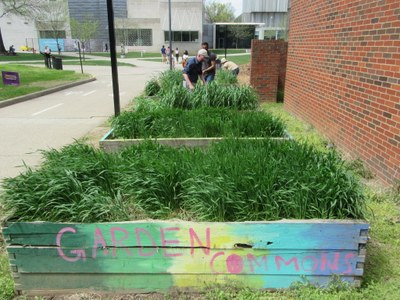 Cover Crops at Garden Commons 2021